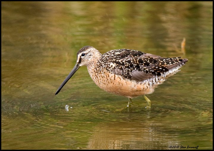 _0SB4748  long-billed dowitcher.jpg